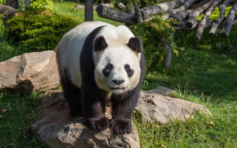 Le ZooParc de Beauval